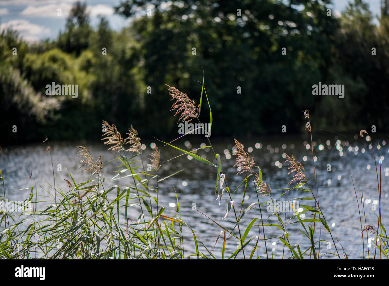 Wasser-Schilf neben auf Seen innerhalb Whisby Naturparks in der Nähe von Lincoln, Lincolnshire, UK Stockfoto