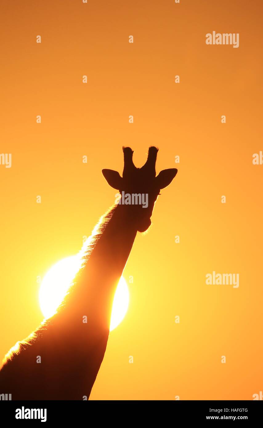 Giraffe - afrikanische Tierwelt Hintergrund - Sonnenuntergang Einfachheit der goldenen Licht Stockfoto