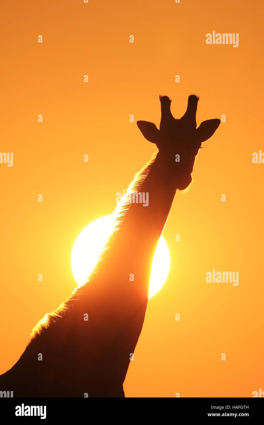 Giraffe - afrikanische Tierwelt Hintergrund - Goldene Bulle Stockfoto