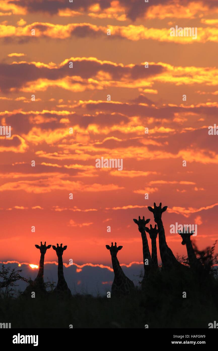 Giraffe - afrikanische Tierwelt Hintergrund - Sonnenuntergang Seligkeit und Schönheit einer Herde Stockfoto