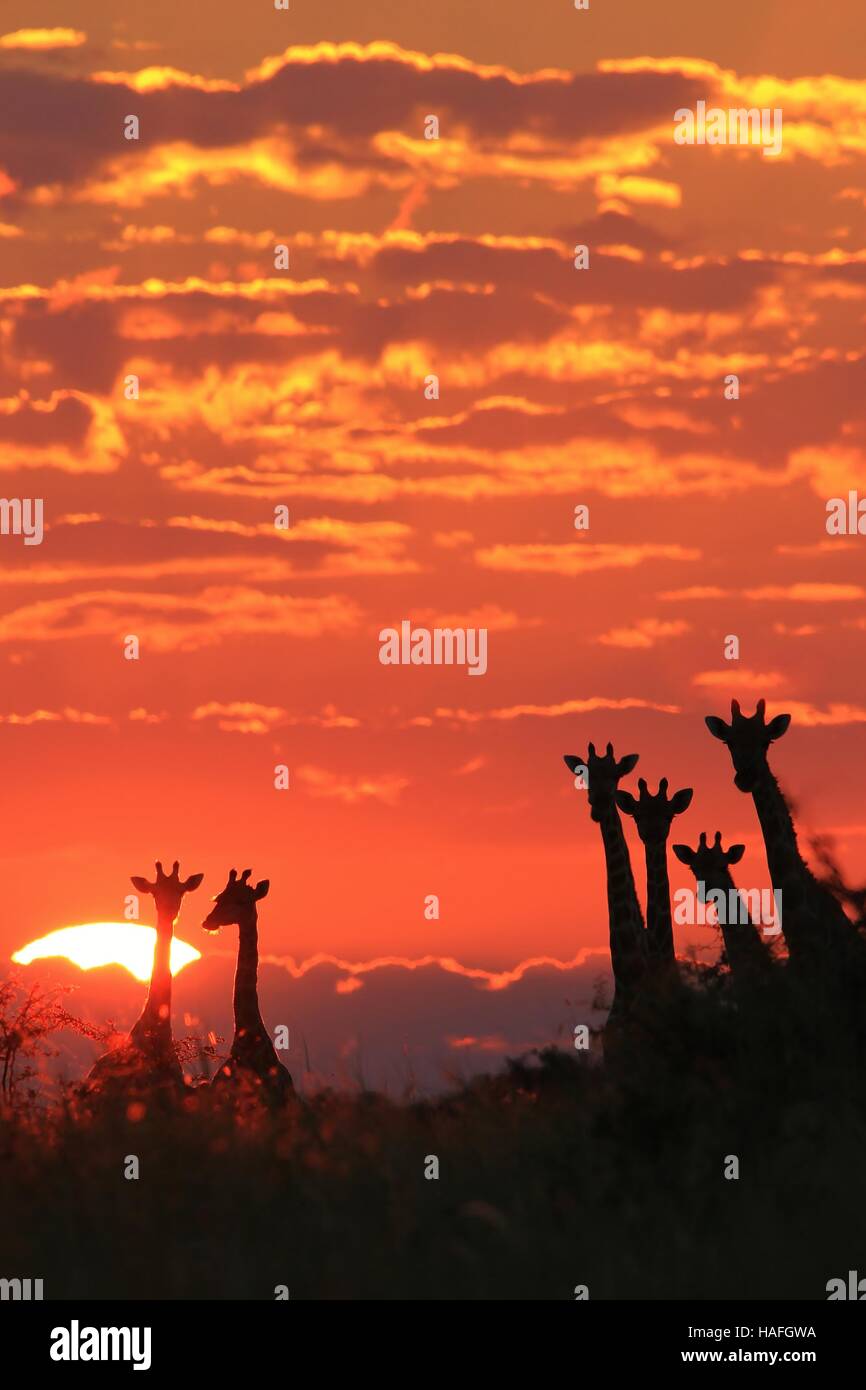 Giraffe - afrikanische Tierwelt Hintergrund - Sonnenuntergang Silhouette von Rosa und Farben in der Natur Stockfoto