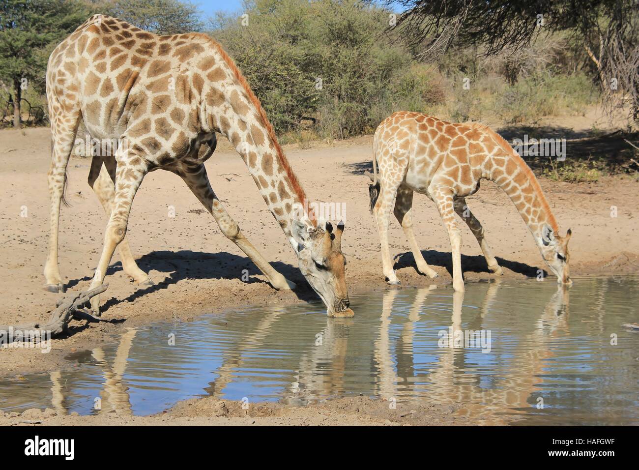 Giraffe - afrikanische Tierwelt-Hintergrund - Splits für Sips Stockfoto