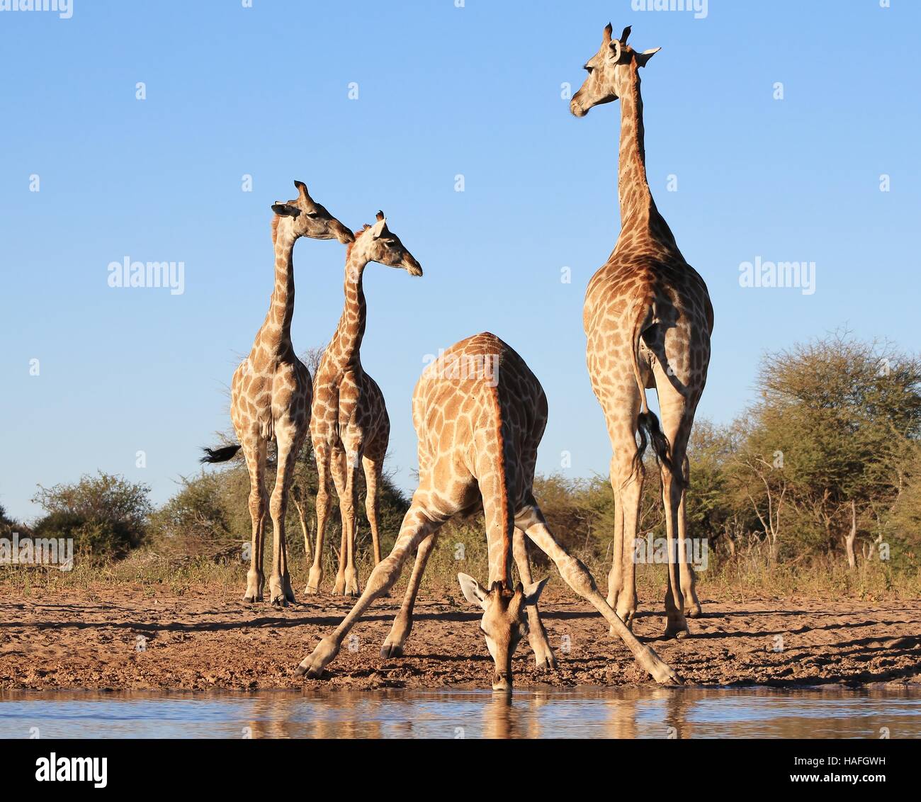 Giraffe - afrikanische Tierwelt-Hintergrund - Akrobatik in Natur lustig Stockfoto