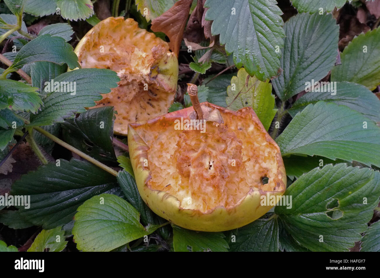 Ein Apfel pickte durch Vögel, in diesem Fall eine Amsel. Stockfoto