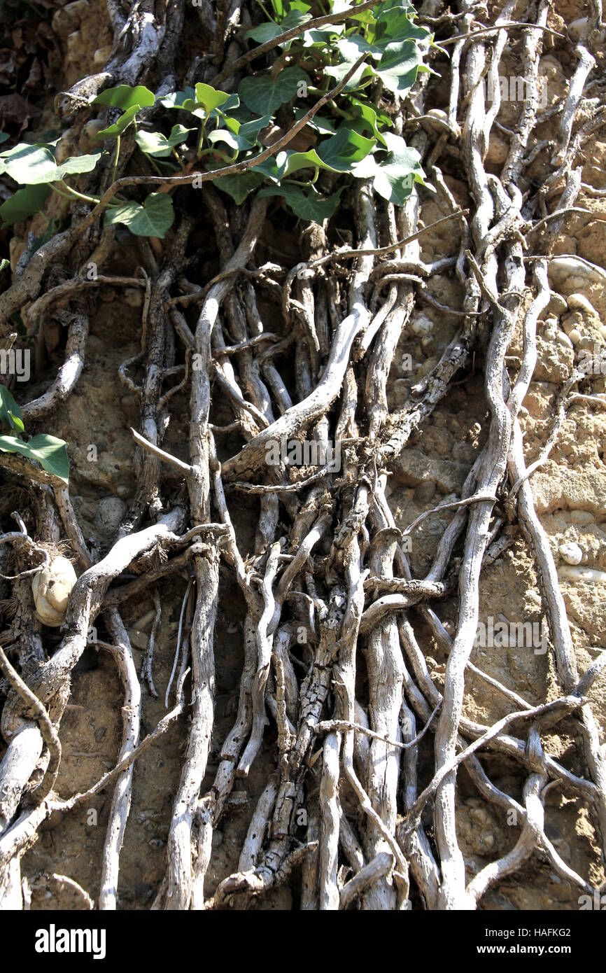 Efeu-Wurzeln einer alten Mauer aufgewachsen Stockfotografie - Alamy