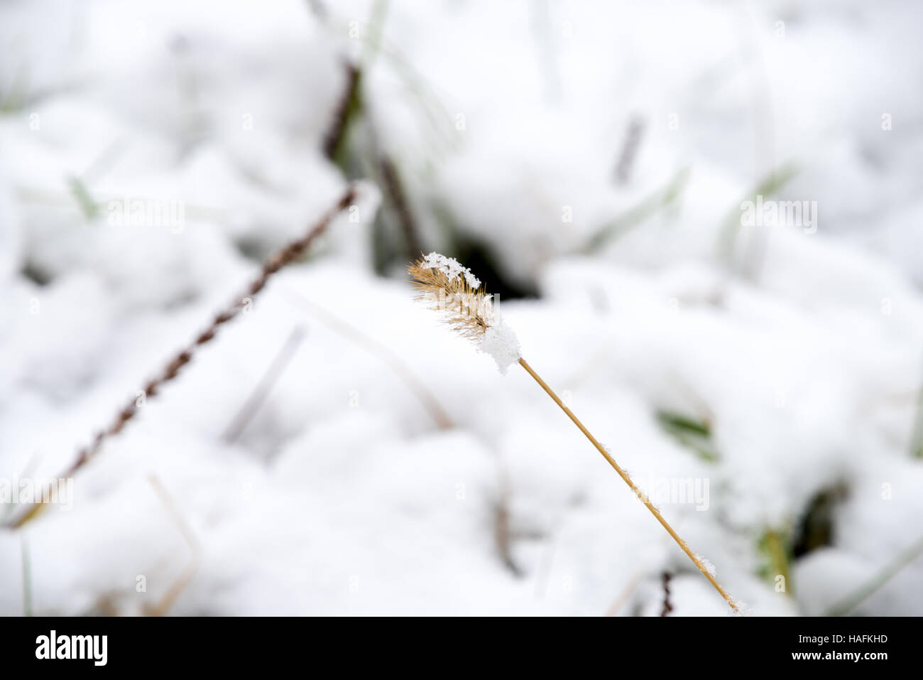 frische Gräser unter dem Schnee, grünen Rasen unter dem ersten Schnee Stockfoto