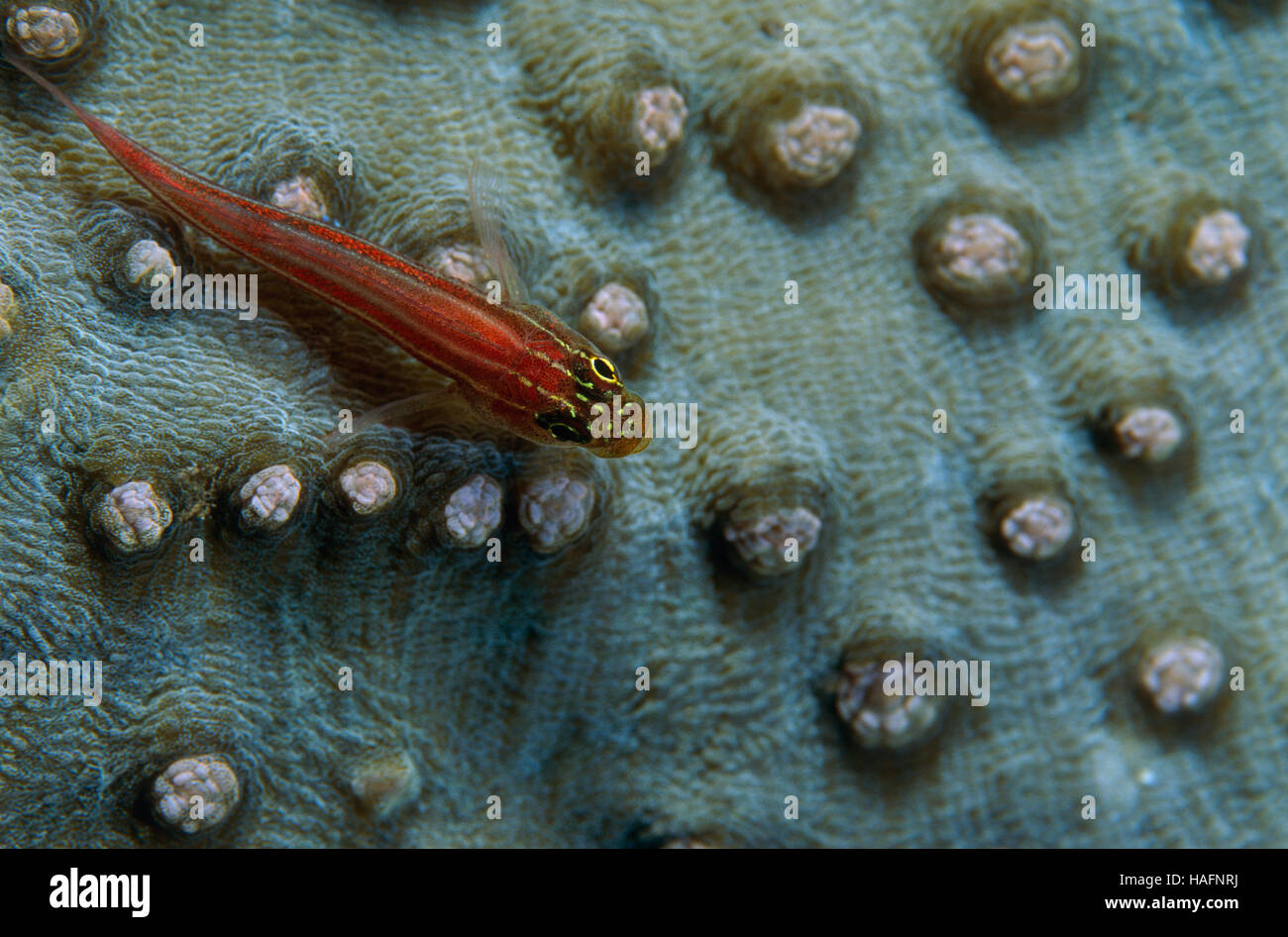 Grundeln (Gobiidae), Tulamben, Bali, Indonesien, Südostasien Stockfoto