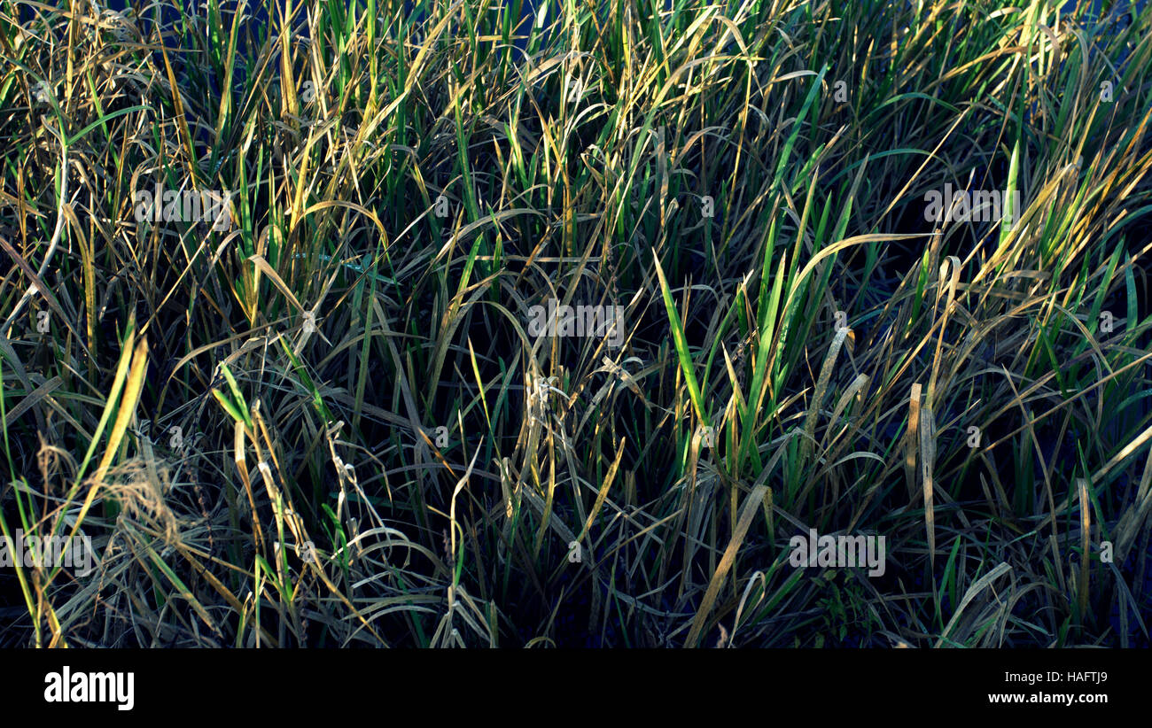 Schottische Wilde Wiese Blume Hintergrund Gräser und Unkraut Stockfoto