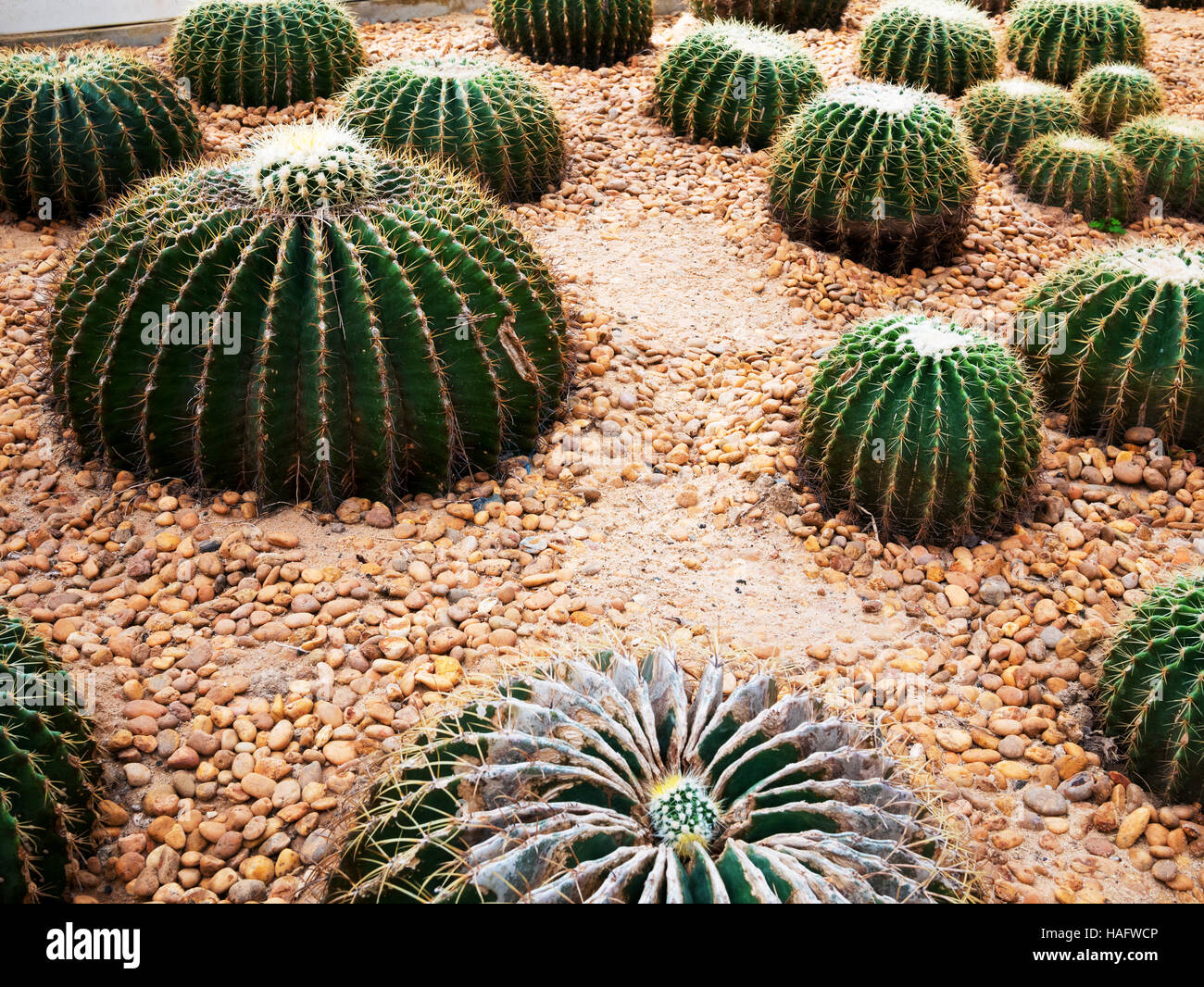 Goldener Ball Kaktus / Echinocactus Grusonii Stockfoto