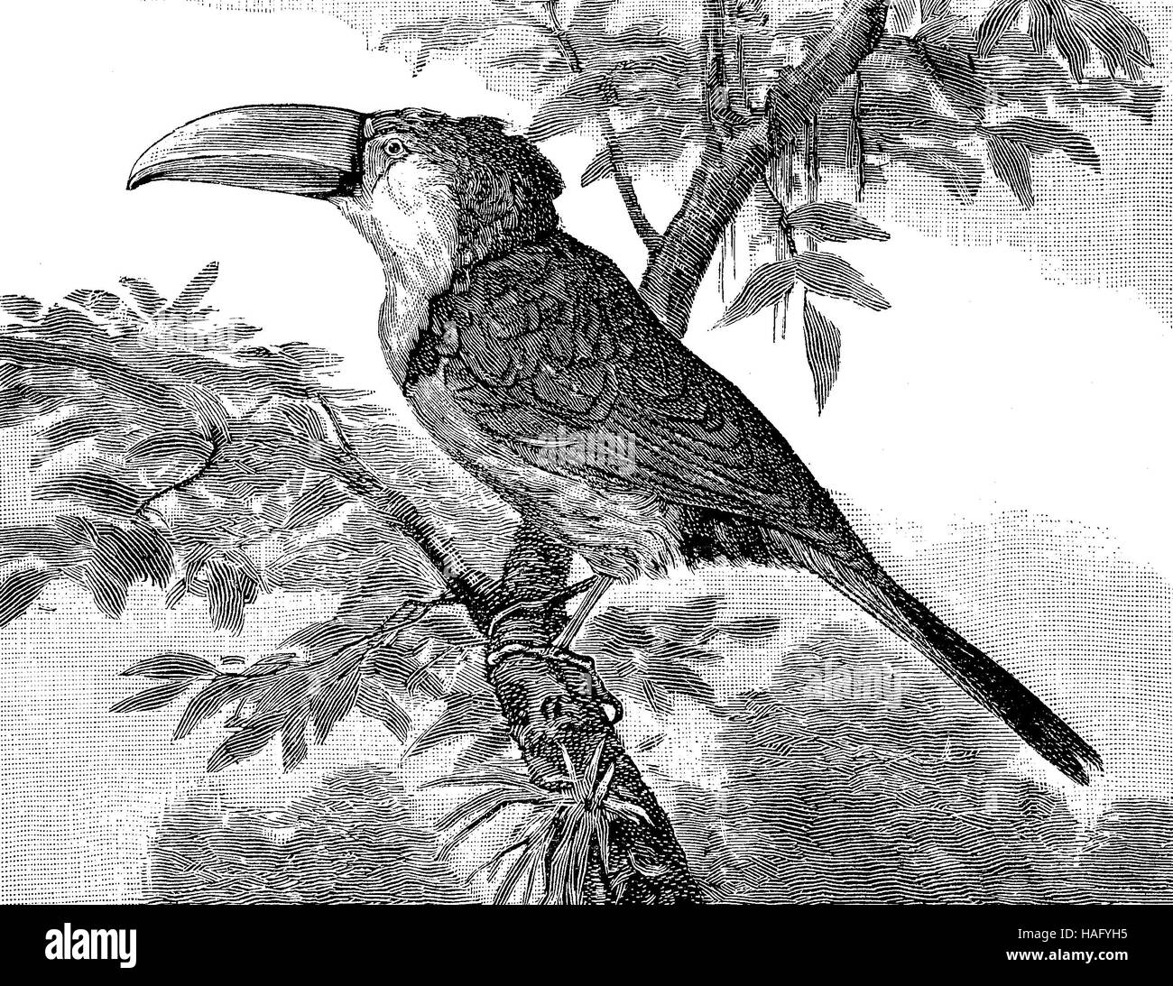 Tukan Vogel, Holzschnitt aus dem Jahr 1880 Stockfoto