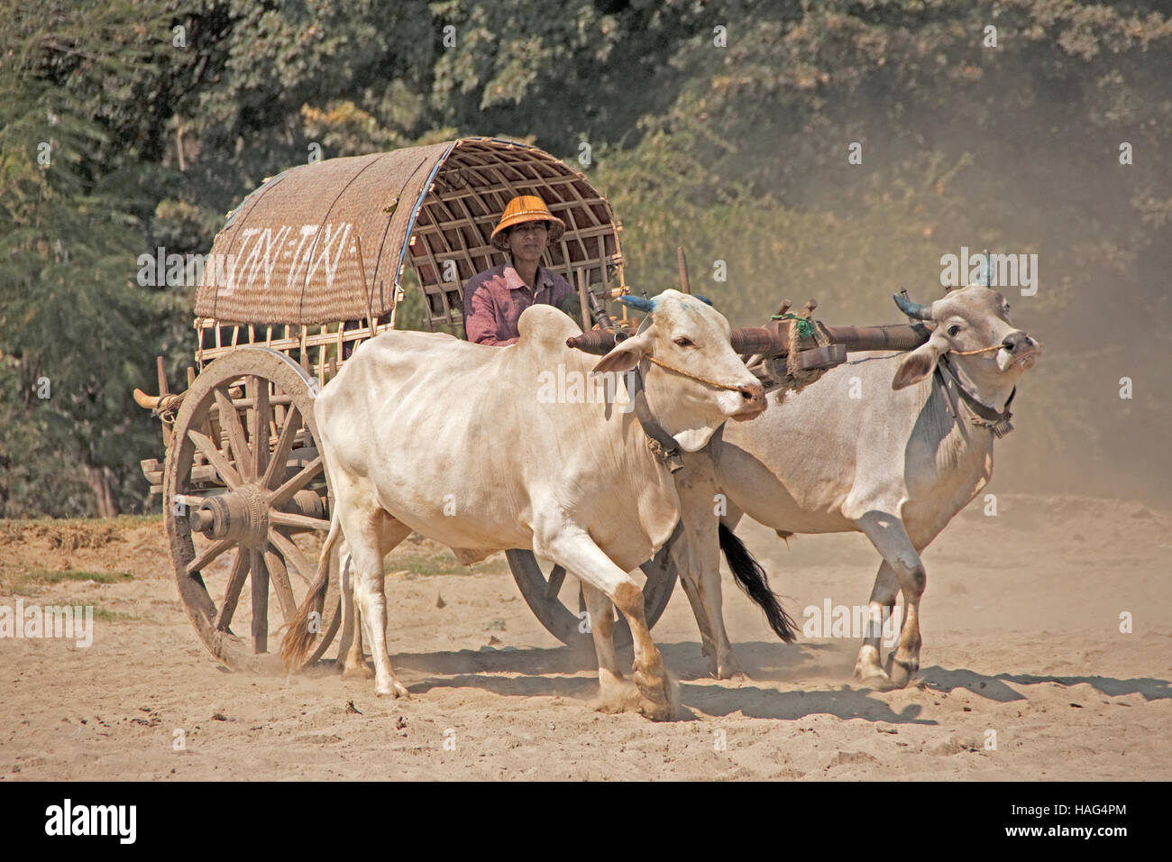 Bullock-Warenkorb-Taxi in Bagan Stockfoto