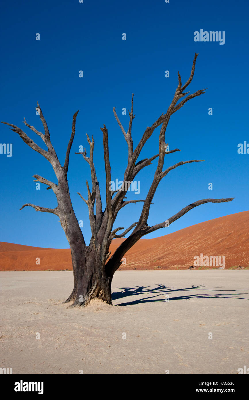 Versteinerter Baum im Dead Vlei Salzpfanne in der Nähe von Sossusvlei in der Namib Wüste in Namibia Stockfoto