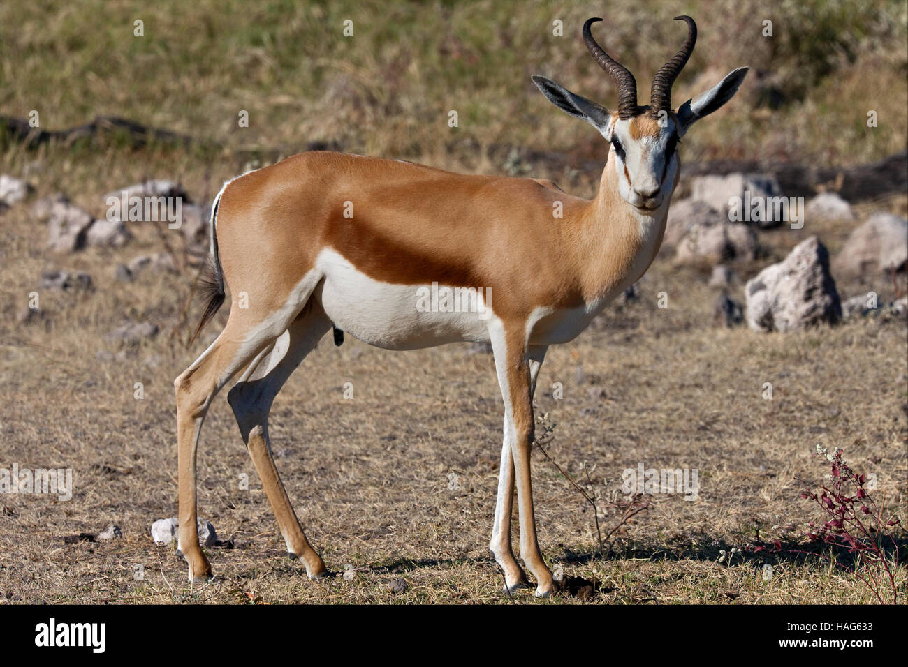 Eine männliche Springbok - Antidorcas Marsupialis - im Etosha Nationalpark in Namibia Stockfoto