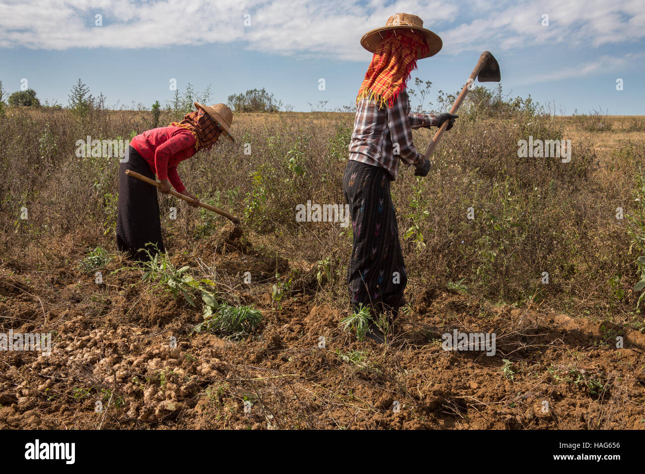 Landwirtschaft - birmanischen Frauen bei der Feldarbeit auf Ackerland in der Nähe von Kalaw in Myanmar (Burma). Stockfoto