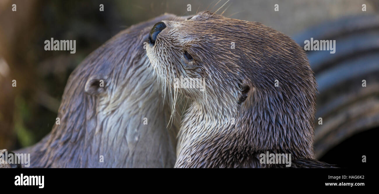 North American River Otter an Slimbridge Stockfoto