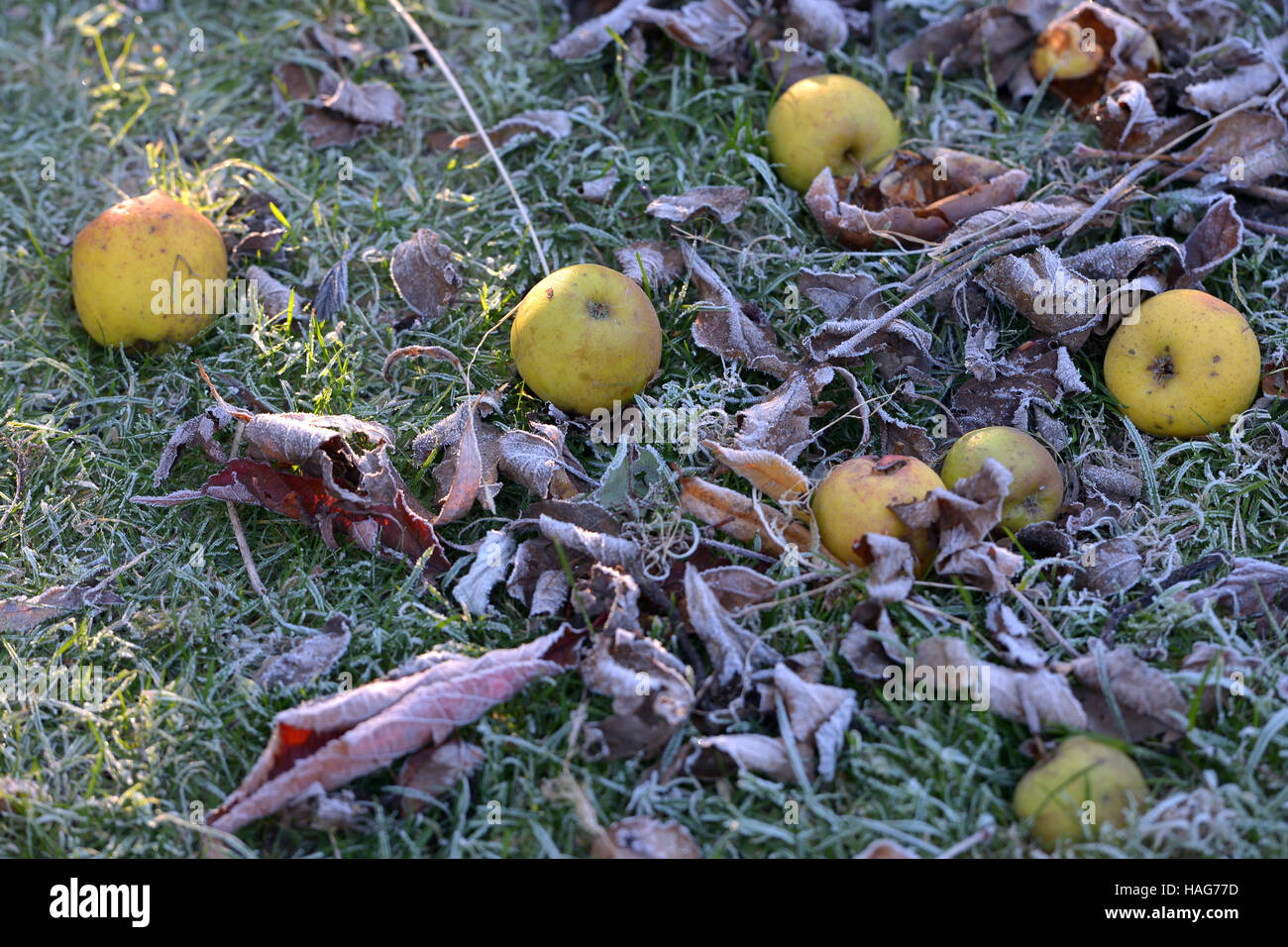 Windfall Äpfel an einem frostigen orning Stockfoto