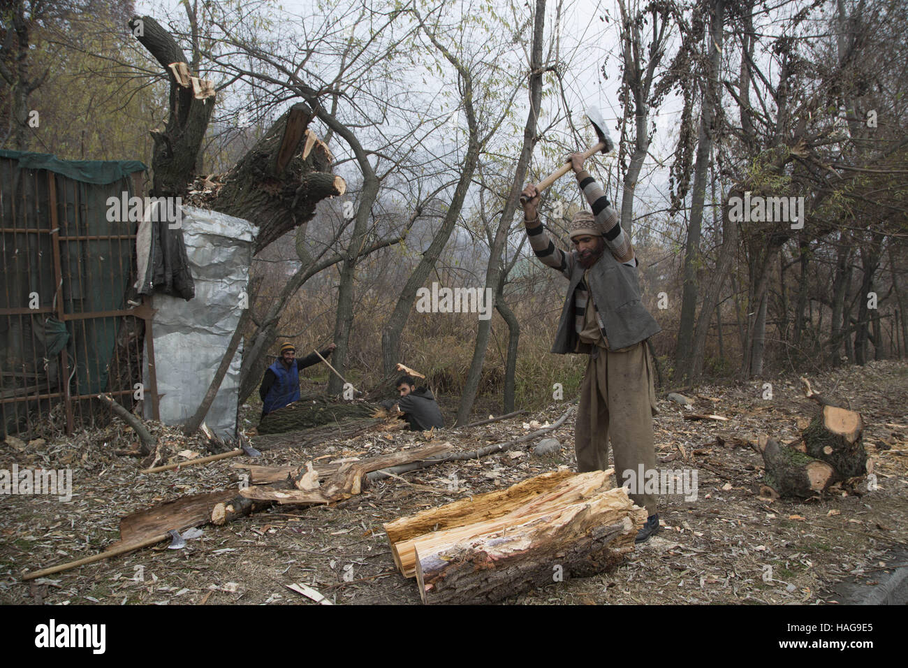 Srinagar, Kaschmir Indien kontrollierten. 30. November 2016. Kashmiri Männer hacken Brennholz für den Winter an einem kalten Tag in Srinagar, Sommer in der Hauptstadt von Indien kontrollierten Kaschmir, 30. November 2016. Die Temperatur ist unter dem Gefrierpunkt in der Nacht in den meisten Teilen von Indien kontrollierten Kaschmir geblieben. © Javed Dar/Xinhua/Alamy Live-Nachrichten Stockfoto