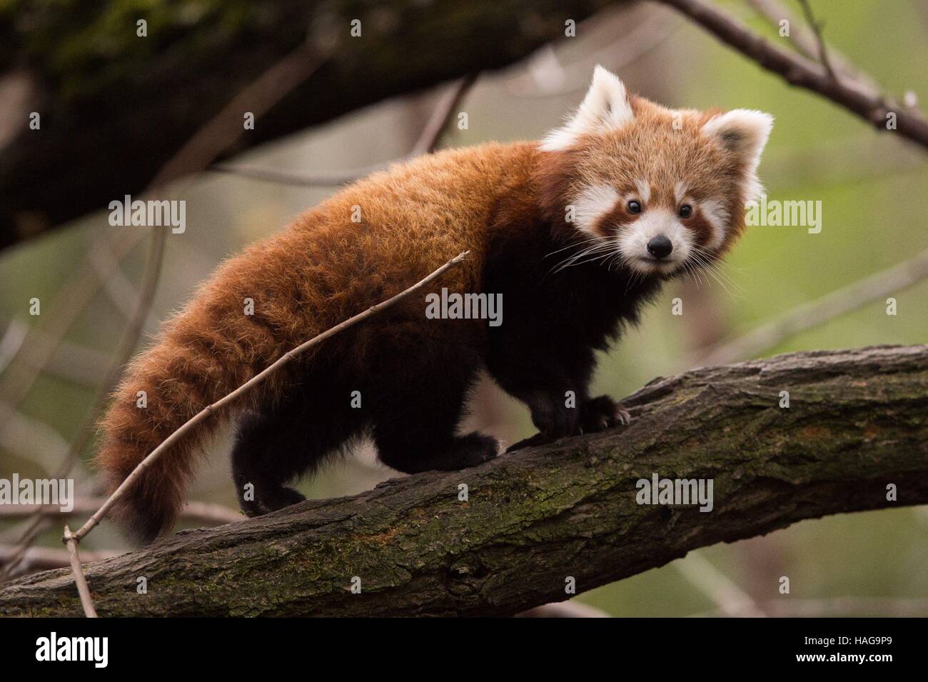 Baby Rote Pandas Stockfotos und -bilder Kaufen - Alamy