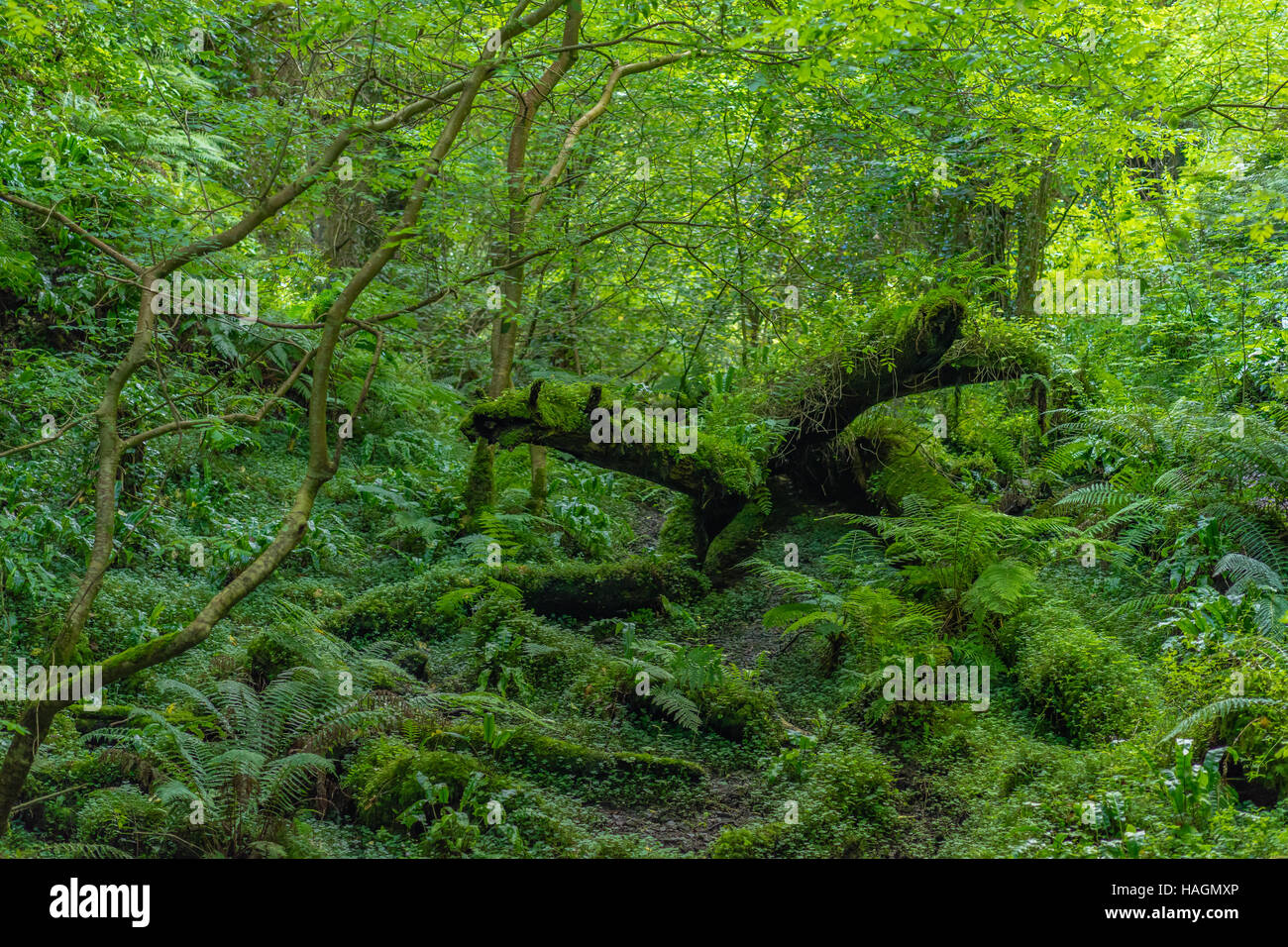 Verwunschene Wälder in Irland. Stockfoto