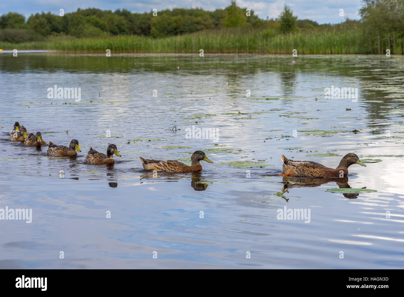 Enten in einer Reihe. Stockfoto