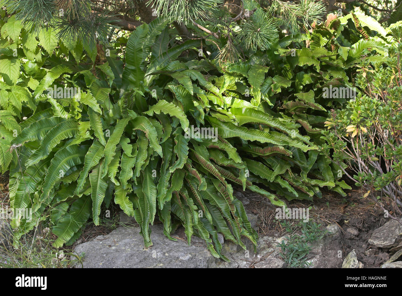 kentia palme kaufen Kentia Palme (Howea fosteriana) main image 1