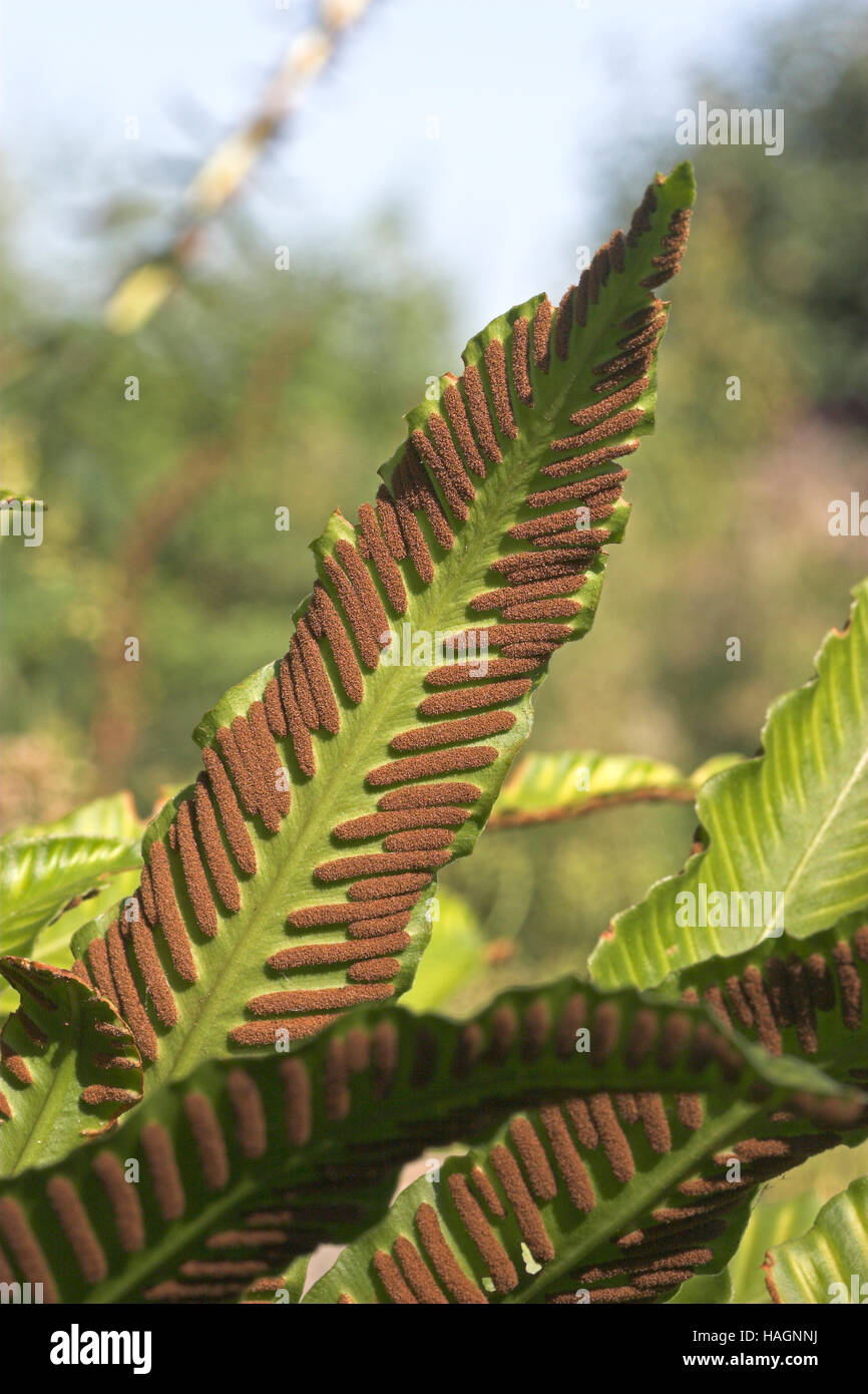 Hirschzungenfarn, Hirschzunge, Hirschzungen-Farn, Asplenium Scolopendrium,  Sy Phyllitis Scolopendrium, Sporangien Auf Blattunterseite in Sori, Hart  Stockfotografie - Alamy