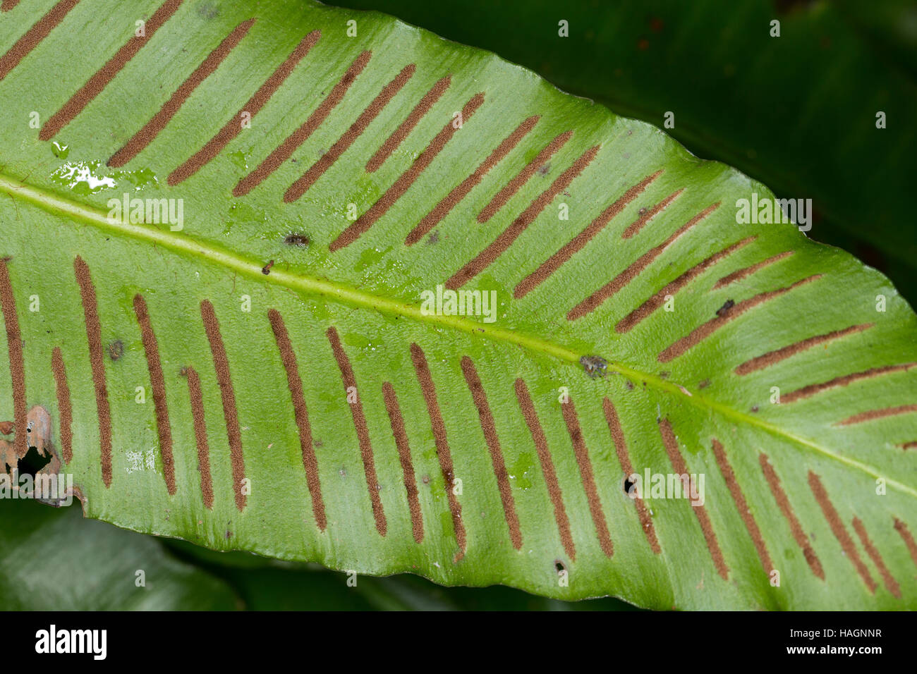 Hirschzungenfarn, Hirschzunge, Hirschzungen-Farn, Asplenium Scolopendrium,  Phyllitis Scolopendrium, Sporangien Auf Blattunterseite in Sori, Harts  Tonne Stockfotografie - Alamy