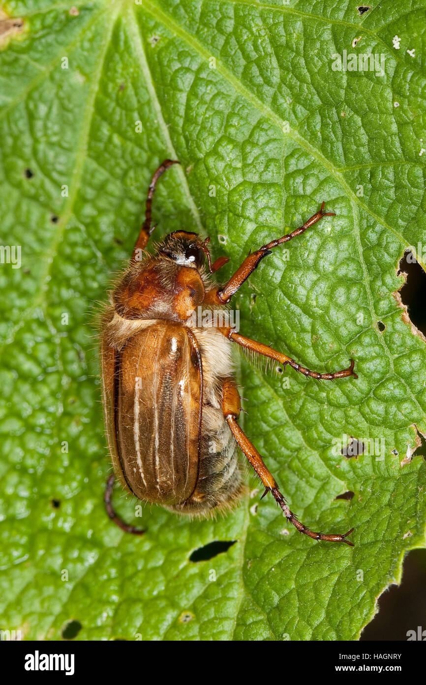 Junikäfer, Gerippter Brachkäfer, Sonnenwendkäfer, Amphimallon Solstitiale, Sommer Chafer, Europäische Juni Käfer Stockfoto