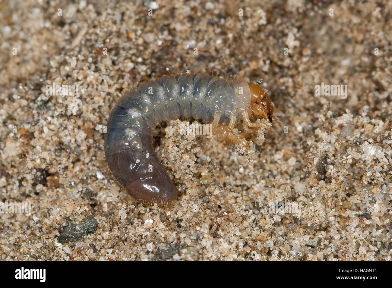 Junikäfer, Gerippter Brachkäfer, Larve, Käferlarve, Engerling, Sonnenwendkäfer, Amphimallon Solstitiale Rhizotragus Solstitialis, Sommer Chafer, Euro Stockfoto