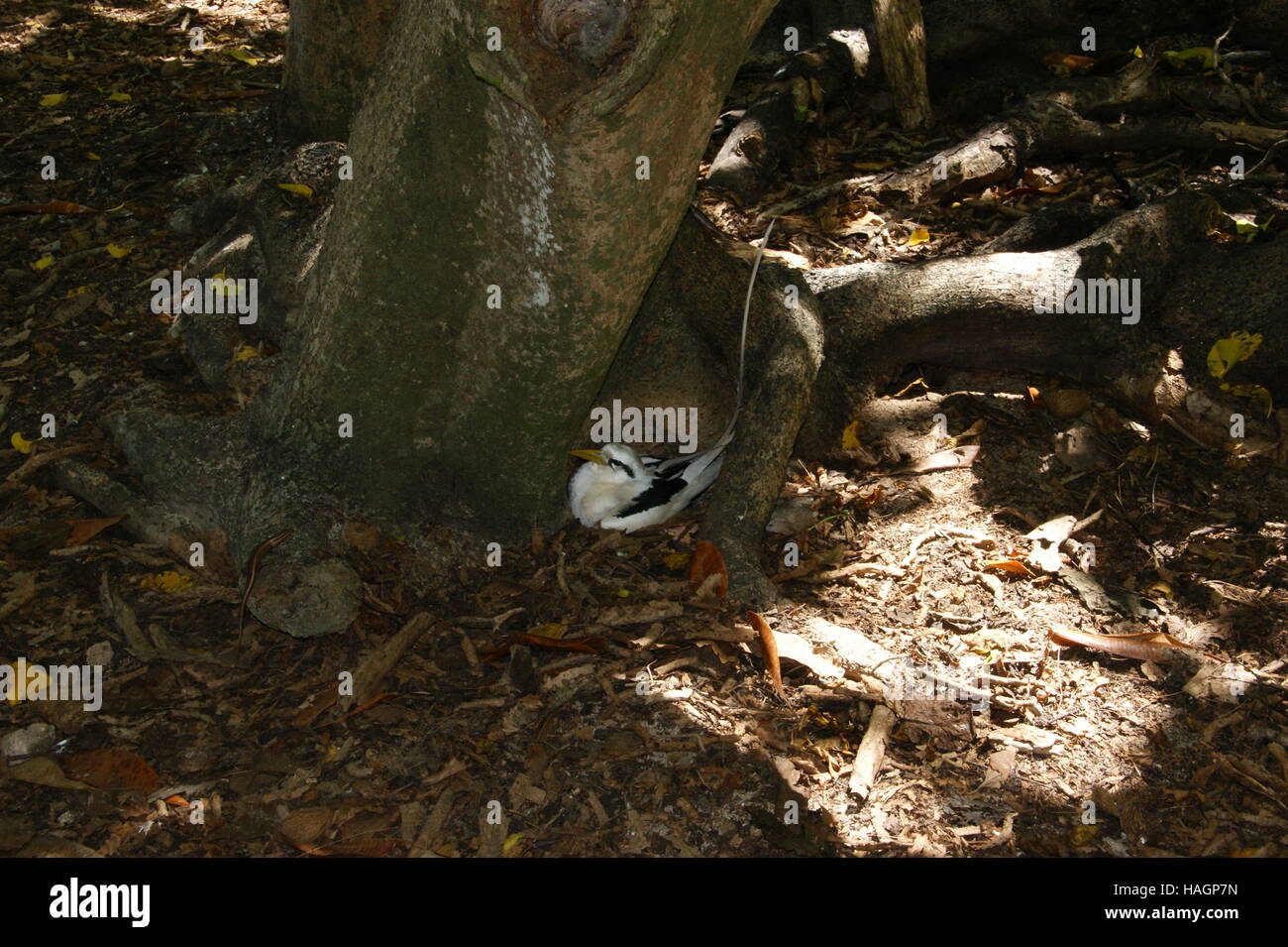 White-tailed Tropicbird, Phaethon Lepturus. Cousin Island, Indischer Ozean, Seychellen Stockfoto