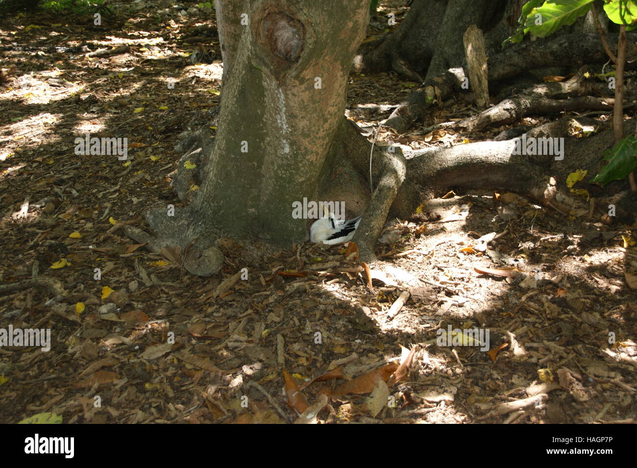 White-tailed Tropicbird, Phaethon Lepturus. Cousin Island, Indischer Ozean, Seychellen Stockfoto