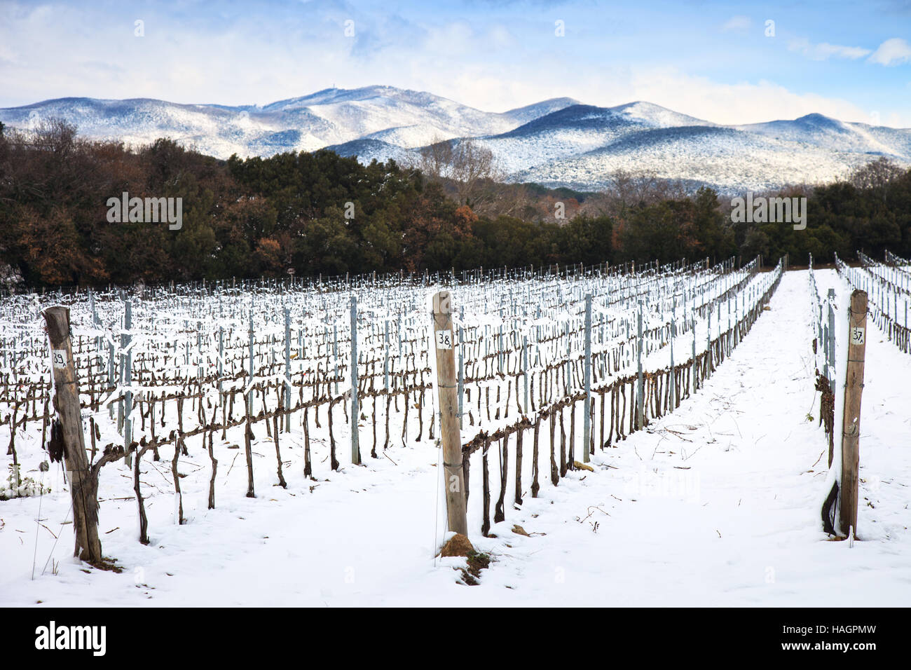 Weinberge-Zeilen im Winter von Schnee bedeckt. Chianti-Landschaft, Florenz, Toskana, Italien Stockfoto
