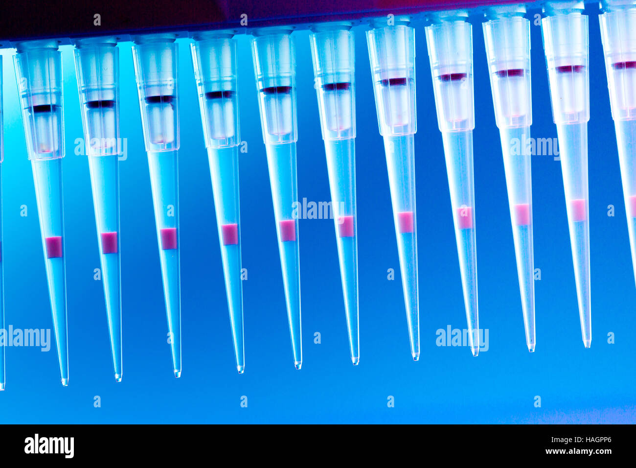 PCR-multipipette Stockfoto