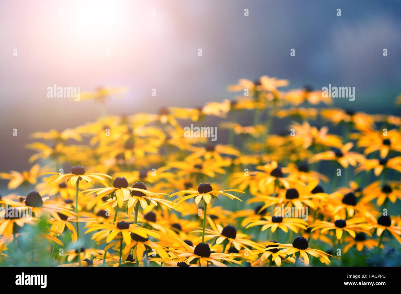 gelbe Blumen Morgen Park Sonnenaufgang Sonnenstrahl Stockfoto