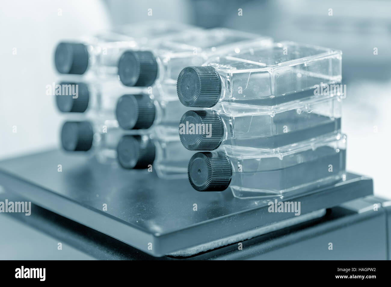 Kulturflaschen im mikrobiologischen Labor Stockfoto