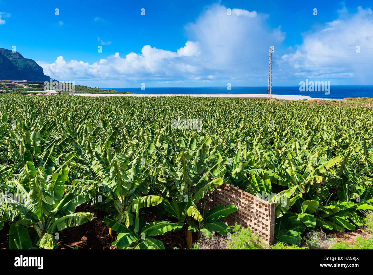 Bananenplantage auf Teneriffa Stockfoto