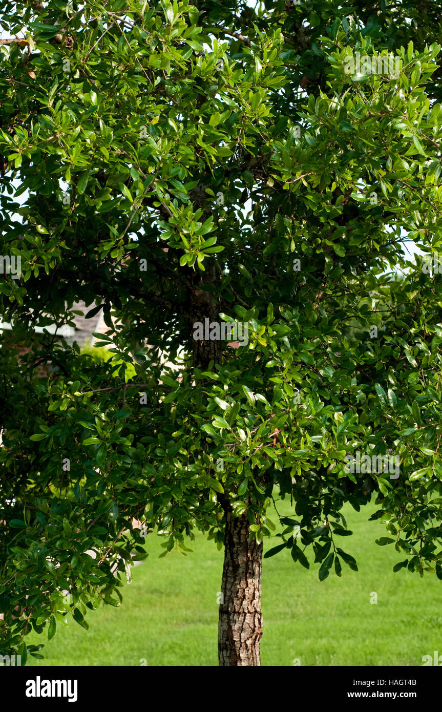 Texas Eiche Baum mit grünen Blättern und Bermudagras im Hintergrund. Stockfoto
