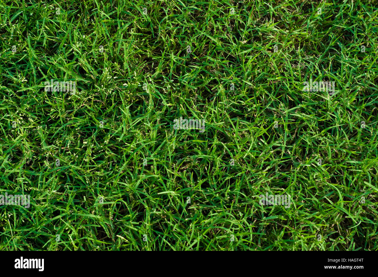 Hintergrund grün angelegten Bermudagras hautnah. Stockfoto