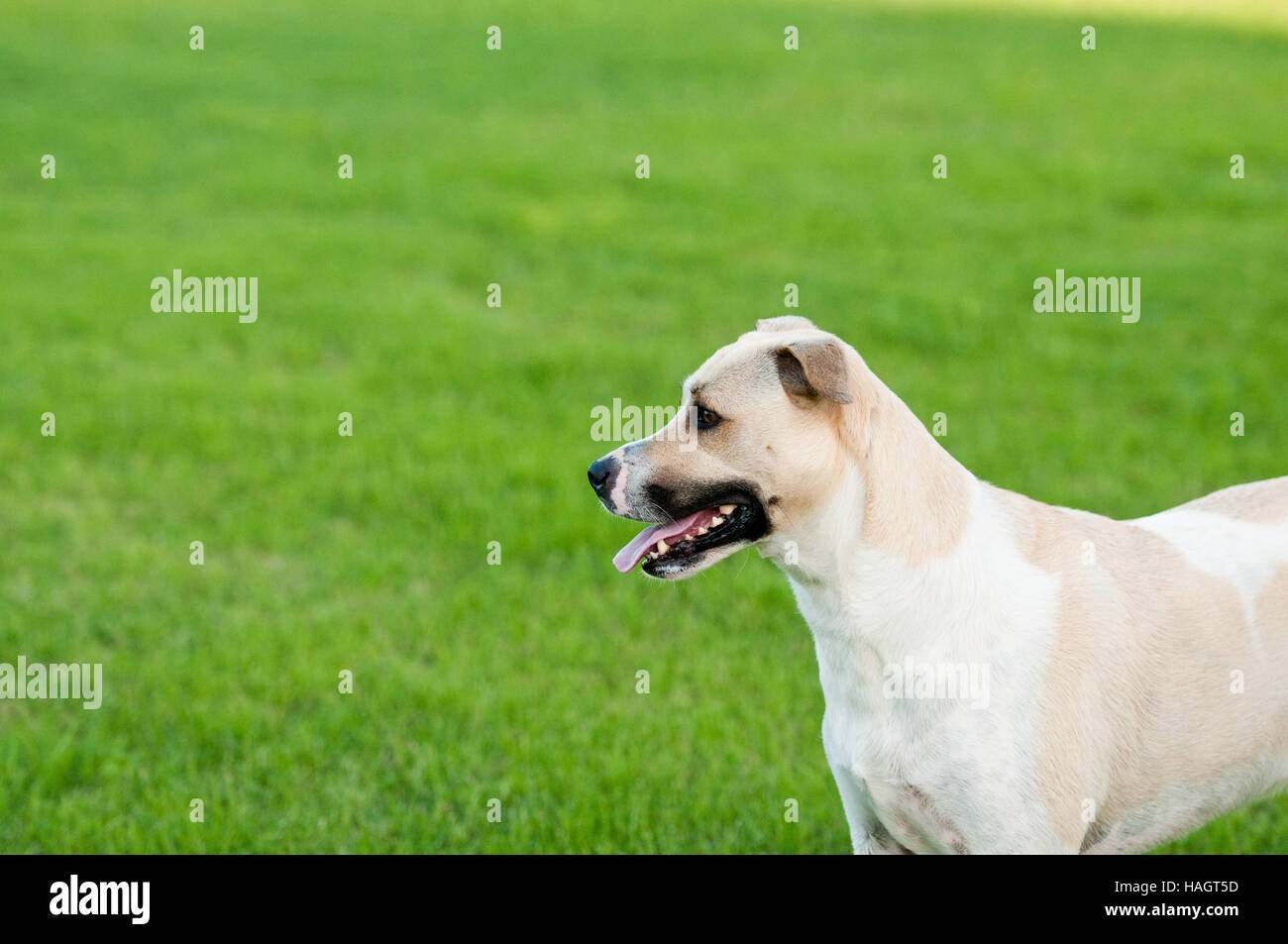 Große weiße und Tan Hund im Freien mit grünen Rasen Hintergrund. Stockfoto