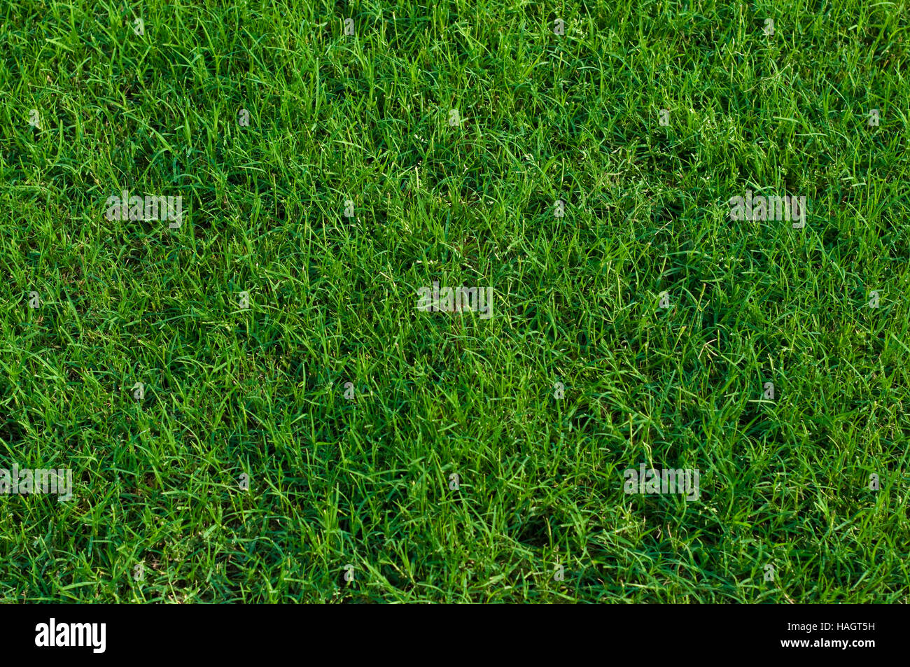 Hintergrund grün angelegten Bermudagras hautnah. Stockfoto