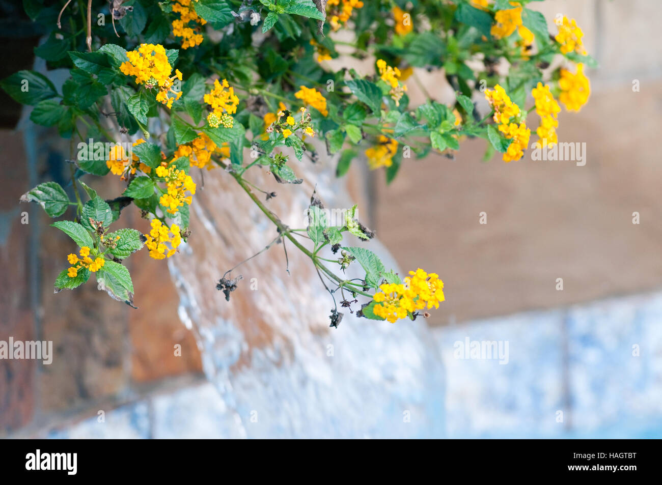 Lantana wächst neben Beckenrand mit Wasserfall im Hintergrund. Stockfoto