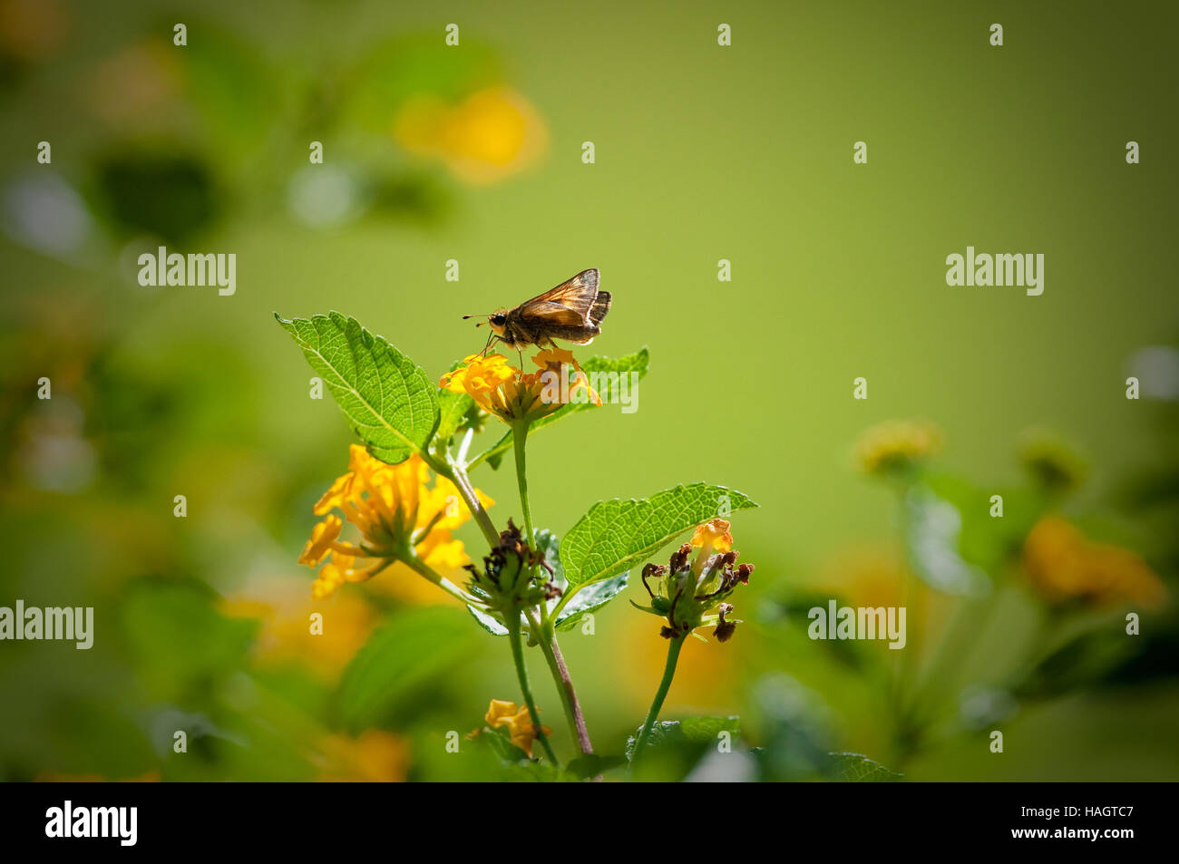 Schöne gelbe Lantana mit Motten Essen und Bokeh Hintergrund Stockfoto
