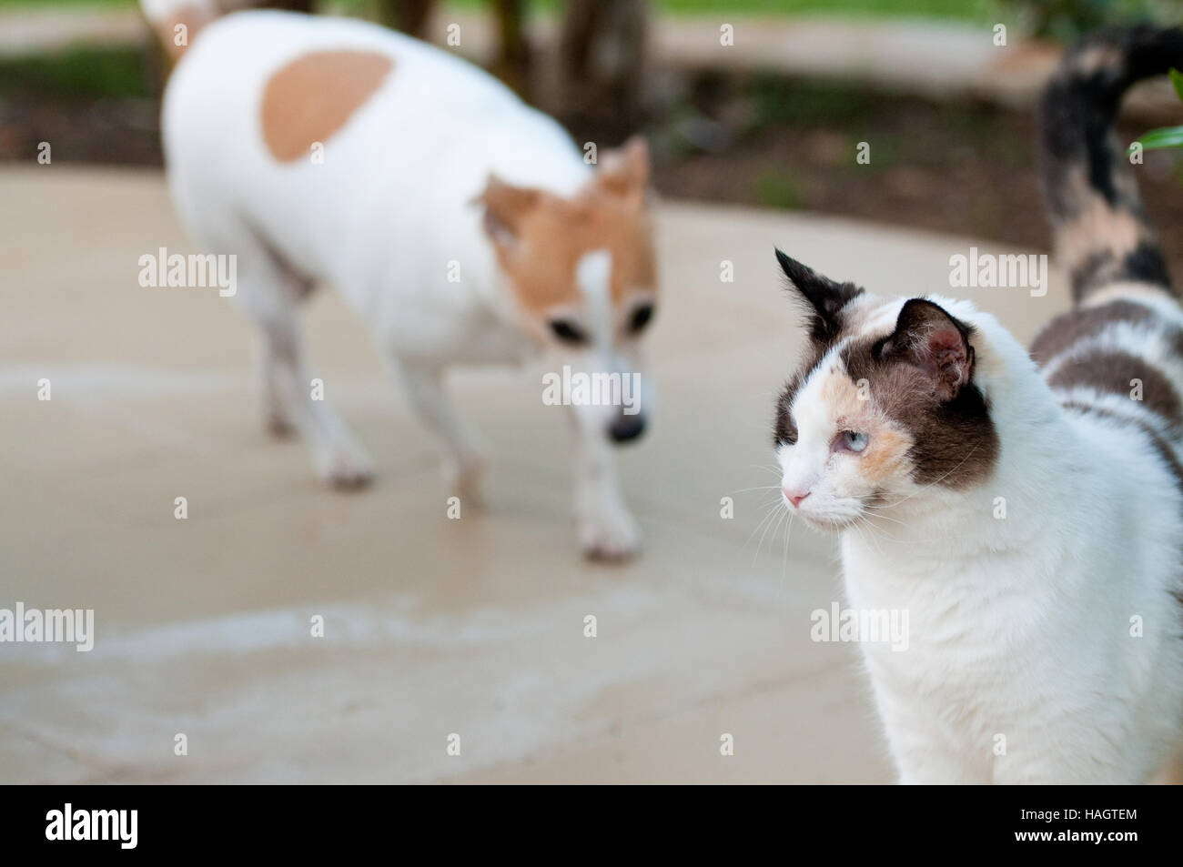 Weiße und schwarze Katze mit weißen Jack-Russell-Terrier in unmittelbarer Hintergrund unscharf. Stockfoto