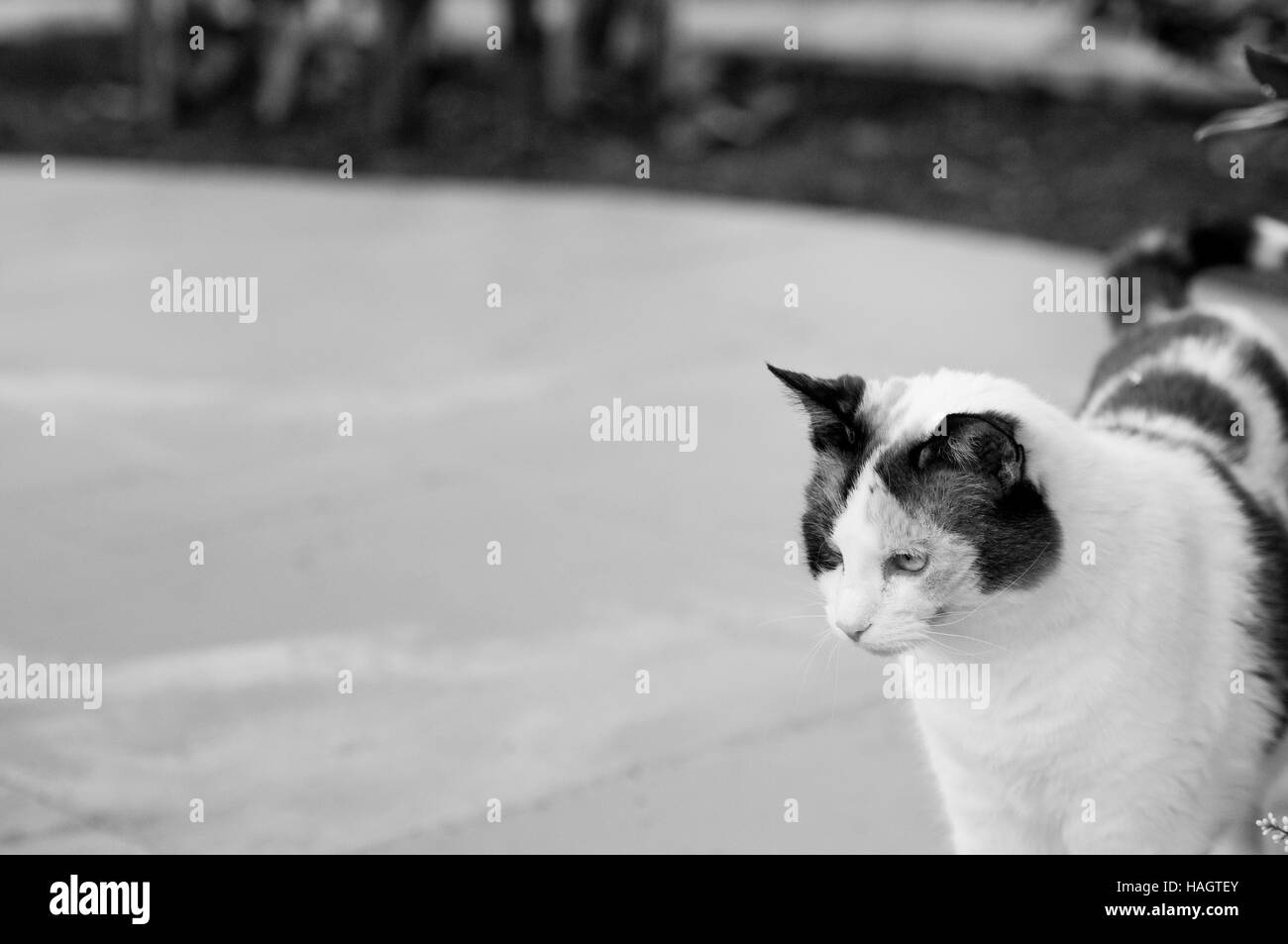 Süße Katze im Freien in schwarz und weiß mit Textfreiraum. Stockfoto