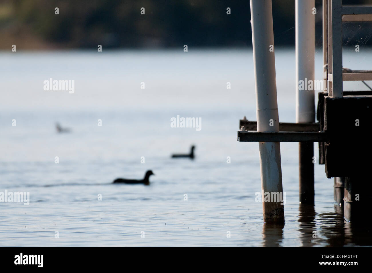 Die Ecke von einem Metall Boot dock auf dem ruhigen See mit Enten im Hintergrund. Stockfoto