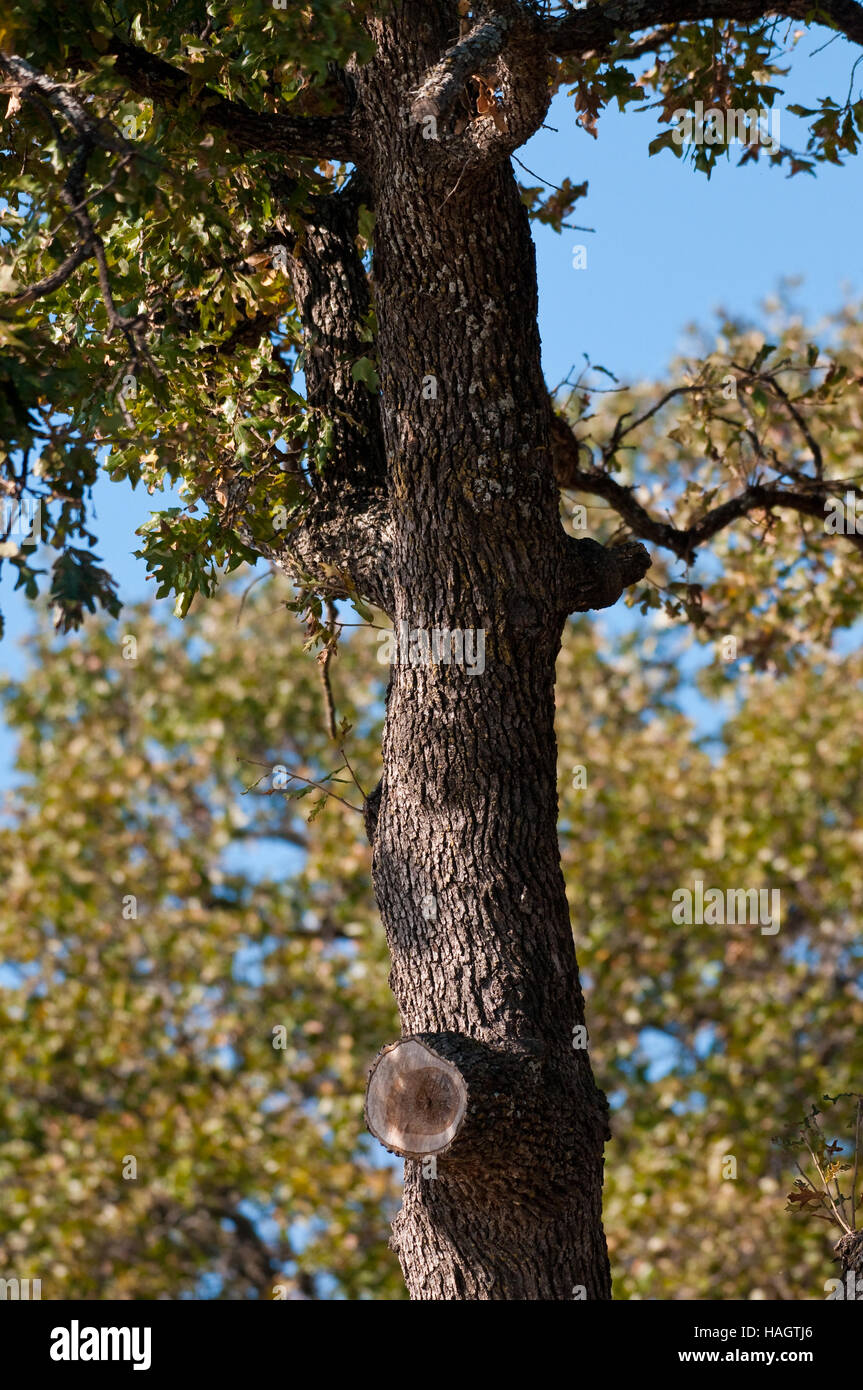 Alter Baum mit abgeschnittenen Zweig und blauer Himmel im Hintergrund. Stockfoto