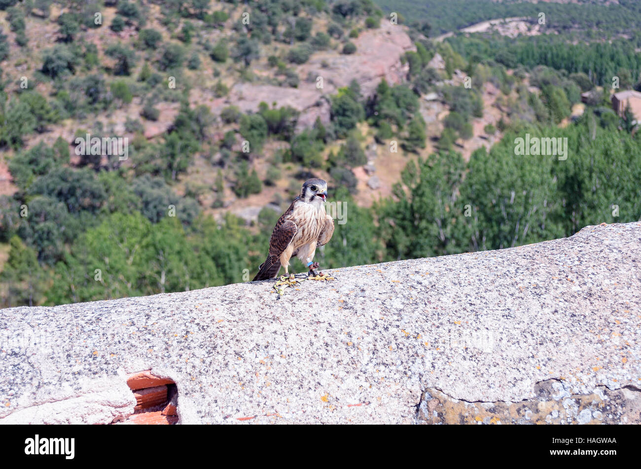 Falco Sparverius. Junge amerikanische Turmfalke mit einem GPS-System an seinem Bein gestellt über eine beschädigte Umfassungsmauer. Sonniger Tag im Sommer. Stockfoto