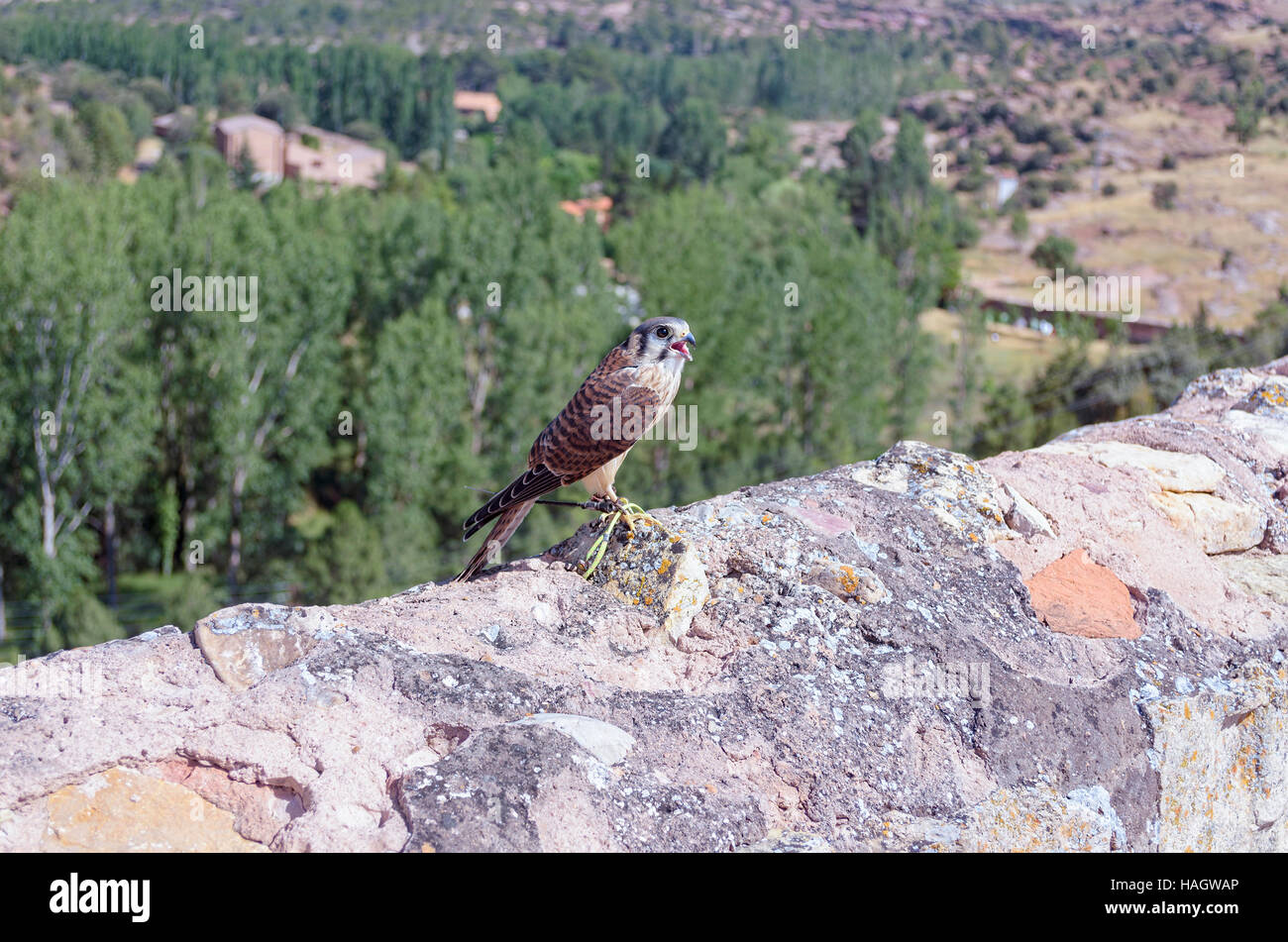 Falco Sparverius. Junge amerikanische Turmfalke mit einem GPS-System an seinem Bein gestellt über eine beschädigte Umfassungsmauer. Schnabel offen. Sonniger Tag im Sommer. Stockfoto