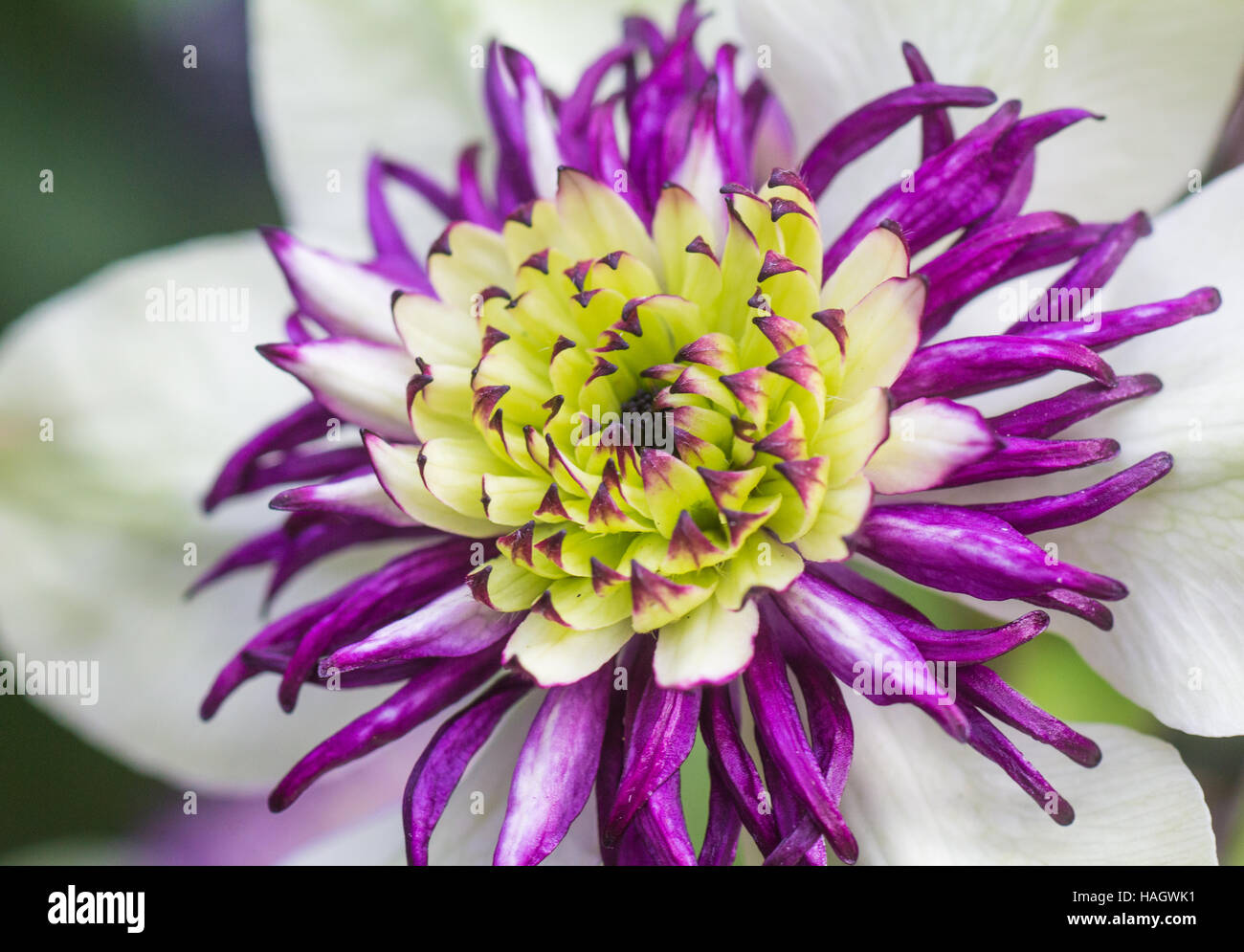 Clematis Florida in weiß und lila Stockfoto