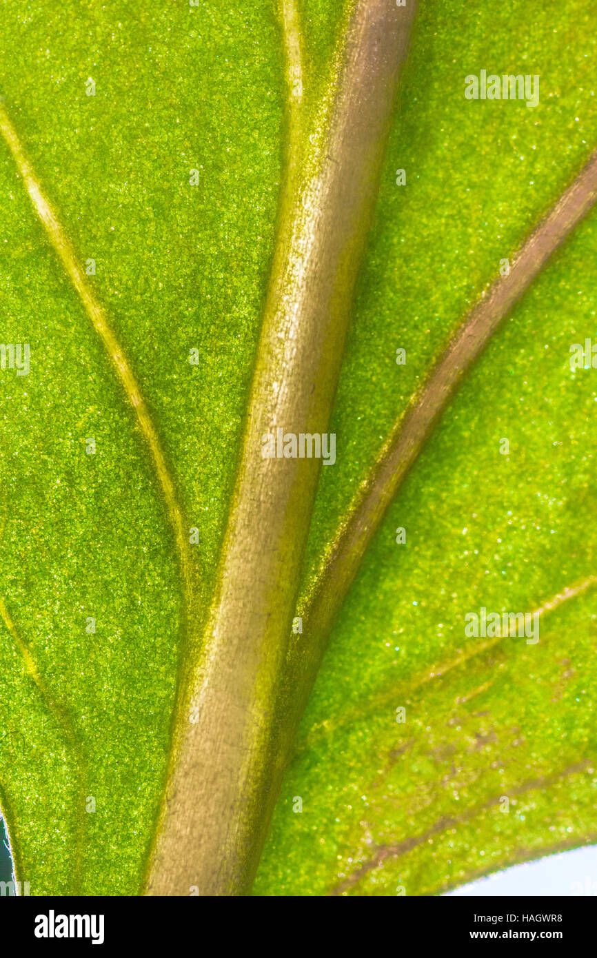 Nahaufnahme eines grünen Blatt Wirbelsäule Stockfoto